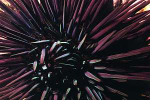 f030424: Close-up of purple urchin