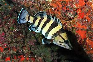 f030934: yellow-banded perch