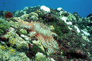 f031006: Corals killed by COT star