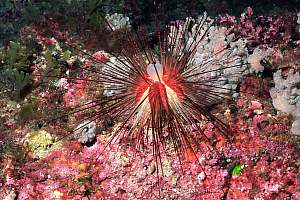 f031204: Young diadema urchin (Diadema palmeri)