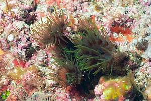 f031218: green tube coral