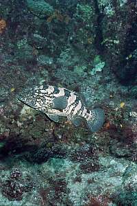 f031332: a young grouper hangs motionless in his home