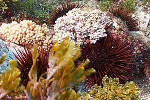 f031406: enlargement of brown sea urchins.