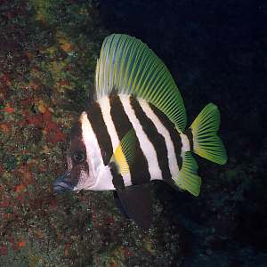 f031519: Striped boarfish (Evistias acutirostris)