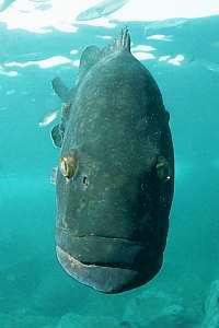 f031709: closeup of curious female grouper