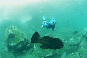 f031717: a freediver swims towards a female grouper