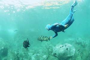 f031719: snorkeldiver and groupers