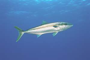 f031803: Kingfish (Seriola lalandii)