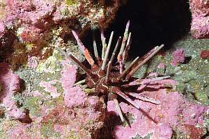 f031815: Pencil urchin