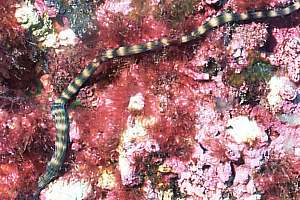 Closeup of worm