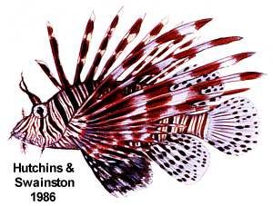 Australian Red Lionfish; Pterois volitans