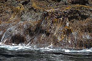 Bull kelp (Durvillea antarctica) and golden wrack