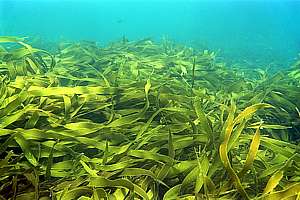 strap kelp (Lessonia variegata)