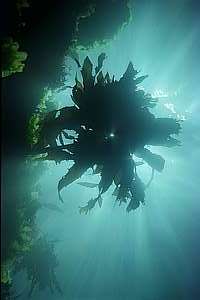 cathedral light and stalked kelp