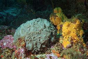 grey nipple sponge (Polymastia sp.)