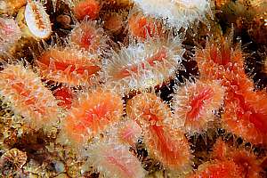 cup coral or fan coral (Flabellum rubrum, Monomyces rubrum)