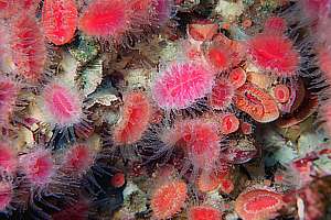 cup corals (Flabellum rubrum)