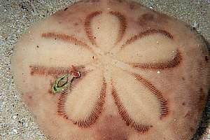 hat urchin dorsal pattern