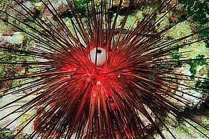 mature diadema needle urchin (Diadema palmeri)