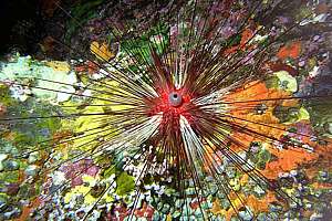 young diadema needle urchin (Diadema palmeri)