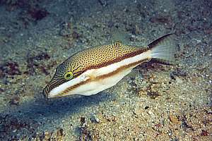sharpnosed puffer (Canthigaster callisterna) is so cute