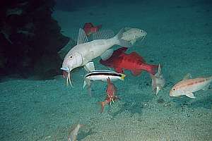goatfish (Upeneichthys lineatus) cleaned by comb fish (Coris picta)