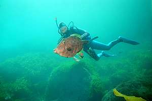 a diver herds a large leatherjacket