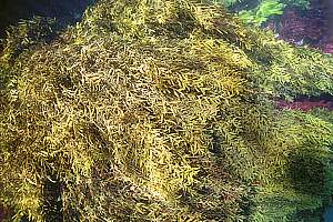 golden wrack or wireweed (Carpophyllum angustifolium)