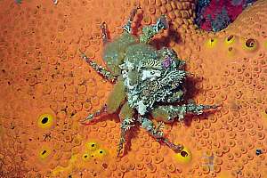Peron's seaweed crab (Notomithrax peroni)