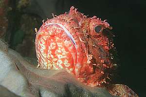 red scorpionfish (Scorpaena cardinalis)