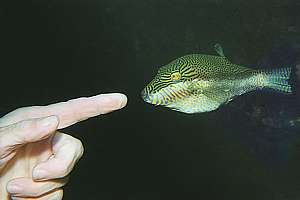 female sharpnosed pufferfish (Canthigaster callisterna)