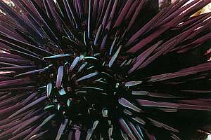 purple urchin (Centrostephanus rodgersi)