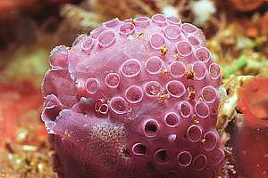 pink mushroom seasquirt (Hypsistozoa fasmeriana)