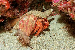 anemone-carrying nocturnal hermit crab (Dardanus arrosor)