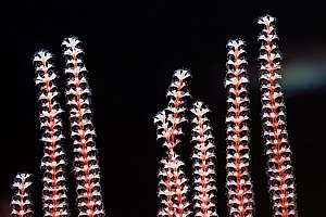 beadlet coral  (Primnoides sp.)
