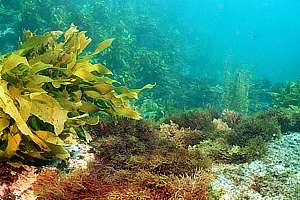 a variety of seaweeds in Nursery Cove