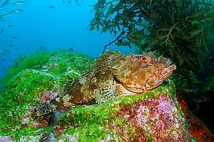 large scorpion fish Scorpaena cardinalis