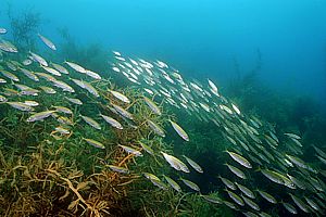 coastal jack mackerels