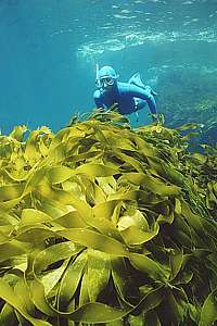 snorkeldiver and yellow strap kelp