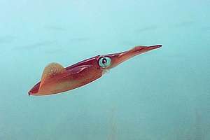 broad squid (Sepioteuthis australis)