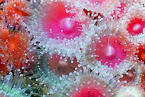 ewel anemones (Corynactis haddoni)