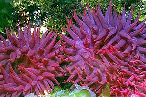 horse anemone or beadlet anemone (Isactinia tenebrosa)