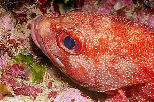 toadstool grouper (Trachypoma macracanthus)