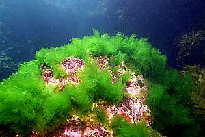 green sea lettuce (Ulva lactuca)