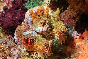 warty seasquirt (Microcosmos kura)