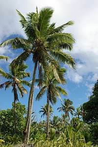 coconut palms everywhere