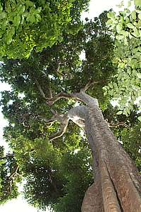 tall trees in Huvalu rain forest