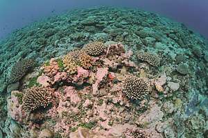 healthy corals on Niue's wild side