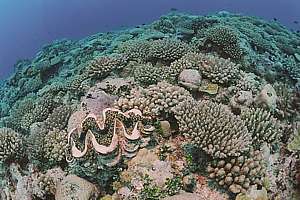 healthy corals on the tradewind side