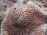 closeup of brain coral Leptoria sp.